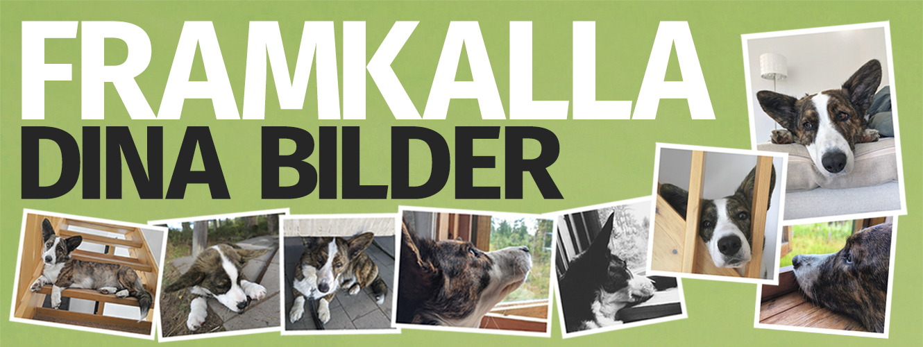 FRAMKALLA 1330x500